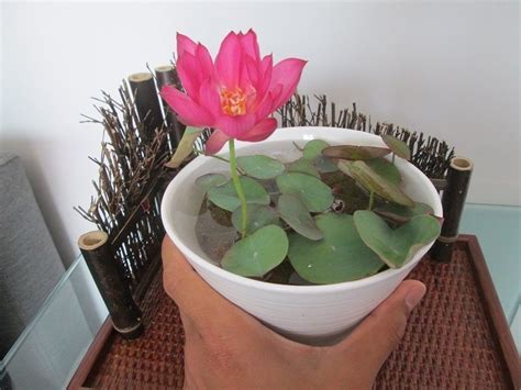 pin  flowers  heart  lotus   water garden indoor water