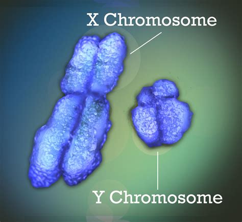 Human Y Chromosome Much Older Than Previously Thought University Of