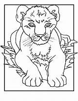 Coloring Pages Lion Cub Cubs Lions Kids Animal Printable Cartoon Drawing Cute Colouring Print Sheets Colors King Jr Bestcoloringpagesforkids Nice sketch template