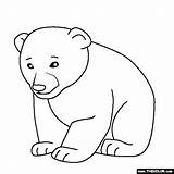 Coloring Bear Baby Pages Animal Polar Cub Animals Kids Color Thecolor Drawings Popular Designlooter Coloringhome sketch template
