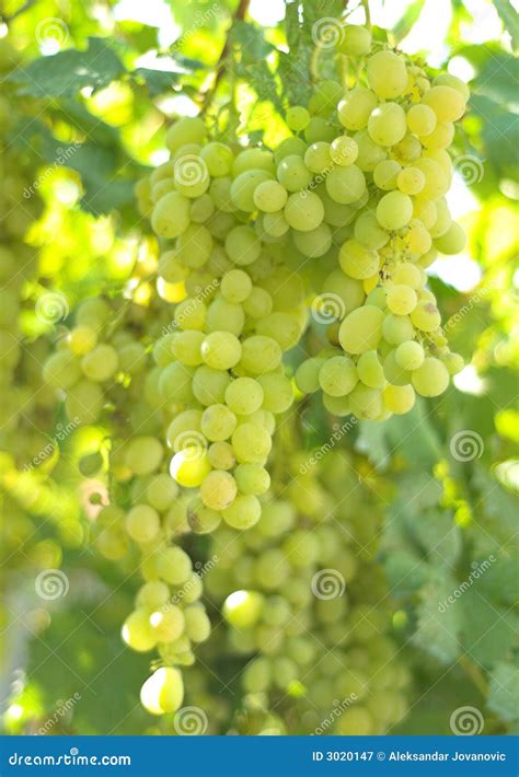 vineyard grape stock image image  fruit natural vineyard