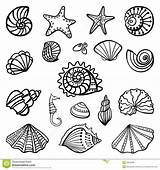 Seashell Shells Seashells Print Mermaid Ariels Doodle sketch template