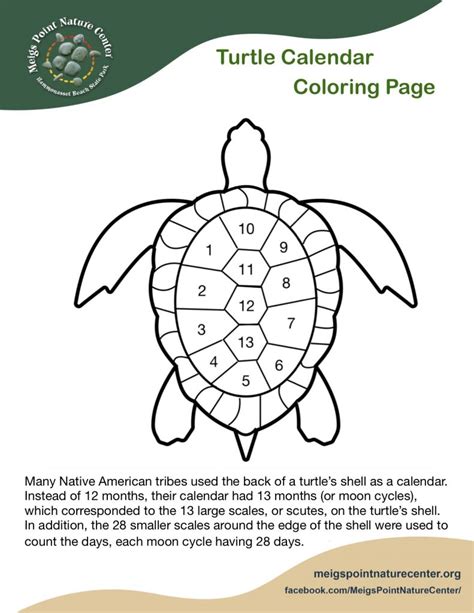 turtle coloring page meigs point nature center