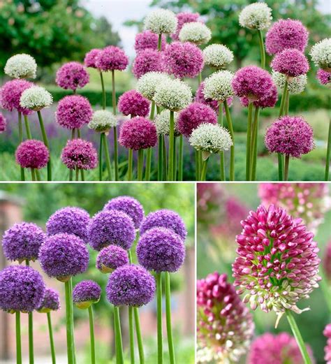 allium bulb collection  bulbs   varieties wind  weather