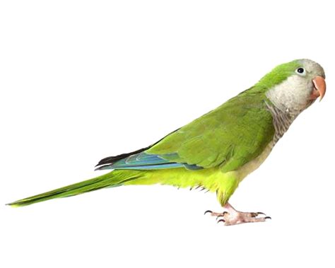 green parrot png images   transparent image  size xpx