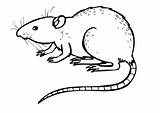 Sobolan Szczur Colorat Rata Kolorowanki Desene Planse Ratos Animale sketch template