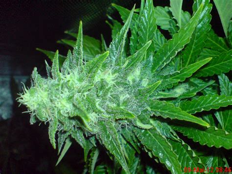 cheesy dick big buddha seeds cannabis strain info