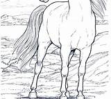 Cavalli Saltano sketch template