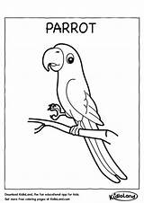 Parrot Coloring Kids Worksheets Worksheet Kidloland Printable Pages sketch template