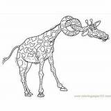 Giraffe Coloringpages101 sketch template