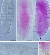 Afbeeldingsresultaten voor "planktonemertes Vanhoeffeni". Grootte: 169 x 185. Bron: www.researchgate.net
