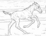 Coloring Horse Pages Foal Realistic Bucking Printable Drawing Kids Bengal Tiger Getdrawings Drawings sketch template