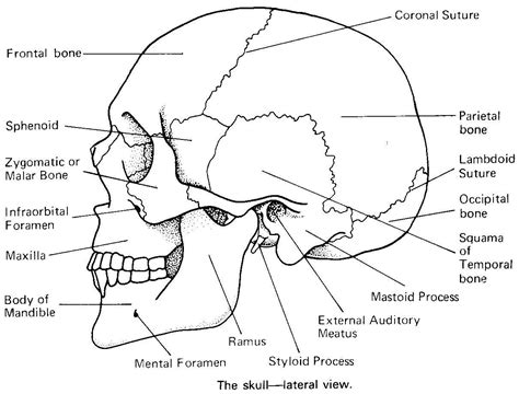 skull bones anatomy coloring pages  anatomy coloring book