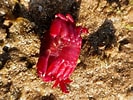 Image result for "liomera Venosa". Size: 133 x 100. Source: www.inaturalist.org