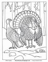 Coloring Pages Turkey Realistic Animal Printable Wild Bird Animals Print Real Birds Hunting Farm Drawing Two Book Life Duck Color sketch template
