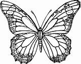 Farfalle Falter Verzierung Papillons Rengarenk Cartoni Mandala Ausmalbild Cartonidacolorare Coloriage Pittura Suivant Malvorlage sketch template