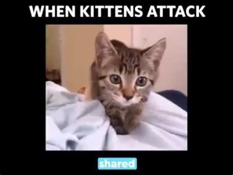 kittens attack cat attack kittens cat  kittens