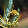 Afbeeldingsresultaten voor "coelodiceras Spinosum". Grootte: 99 x 98. Bron: luirig.altervista.org