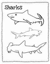 Shark Pages Coloring Clark Getcolorings sketch template