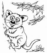 Coloring Pages Animal Opossums Kids Animals Wild sketch template