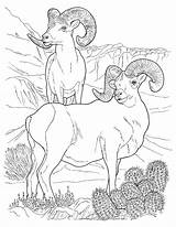 Sheep Bighorn sketch template