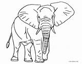 Elefant Słoń Elefante Kolorowanka Druku Malvorlage Stampare Cool2bkids Elefantes sketch template