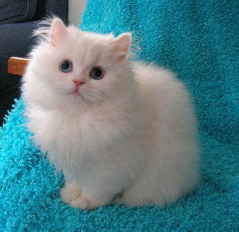 ava treasured kittens persian cat doll face persian cat white cat  blue eyes
