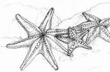 Starfish Drawing Drawings Pencil Fish Sea Coloring Illustration Line Sketch Zeichnung Outline Jewel Renee Draw Sketches Pages Otherwise Legged Ocean sketch template