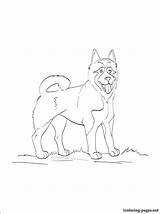 Akita Coloring Pages American Dog Getcolorings Designlooter 750px 93kb sketch template