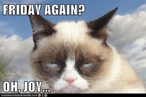 26 Best All Things Grumpy Cat Images On Pinterest Grumpy