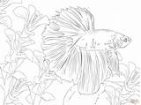 Fish Coloring Betta Pages Printable Drawing Adult Supercoloring Color Beta Adults Getdrawings Animal Cute Drawings Print Getcolorings sketch template