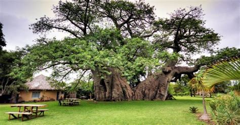Grab A Drink Inside A 6 000 Year Old Baobab Tree At South