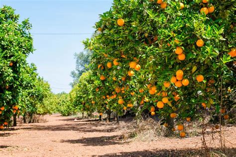 orange trees    companion plants orange tree citrus