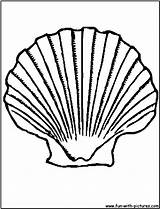 Shell Clam Scallop Seashell Shells Preschoolers Coloringbay sketch template