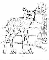 Buck Deer sketch template