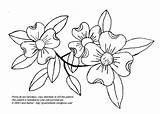 Dogwood Drawing Thistle Prairie Pattern Patterns Embroidery Getdrawings sketch template