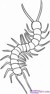 Centipede Centipedes Dragoart sketch template