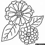 Zinnia Zinnias Thecolor Getdrawings Sheets sketch template