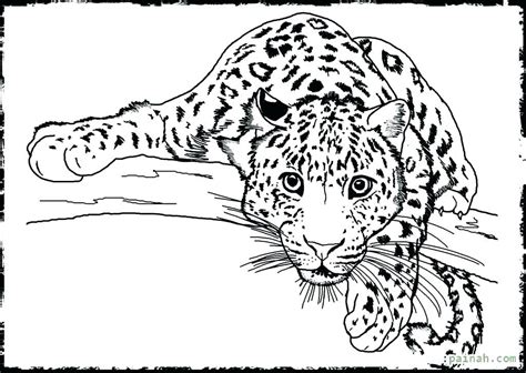 grab  fresh coloring pages realistic animals  httpswww