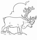Coloring Caribou Pages Popular Reindeer sketch template