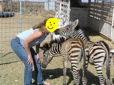 glib gibberish zebra update
