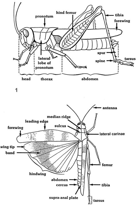 diagram   grasshopper  label labels