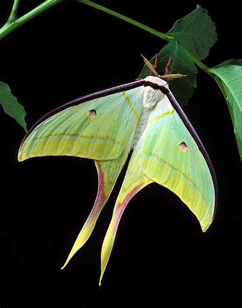 male actias selene indian moon luna moth moon moth moth cool insects