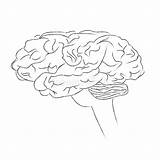 Vektor Gehirn Skizze Cervello Umano Schizzo Vettore Brain Menschliches Sketch Mensch sketch template