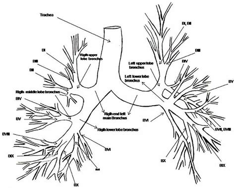 scheme  nomenclature   human bronchial tree  main