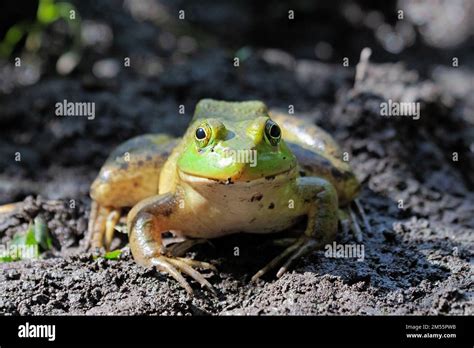 american bullfrog  wide head stout bodies  long hind legs