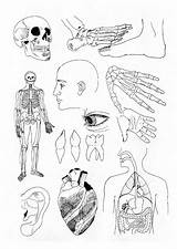 Kleurplaat Lichaam Menselijk Coloriage Kleurplaten Humain Humano Humana Allerlei Imprimer Onderdelen Anatomia Anatomía Bocetos Mandala Stemmen sketch template