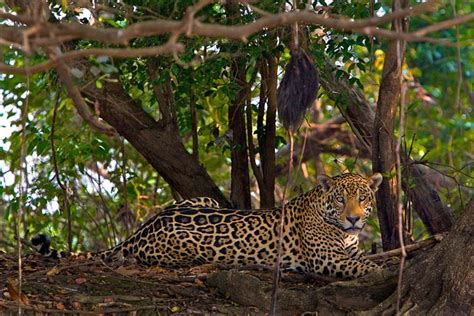 artenschutz wo darf der jaguar leben geo