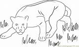 Panther Coloring Pages Printable Panthers Coloringpages101 Color Kids Print Animals Mammals sketch template