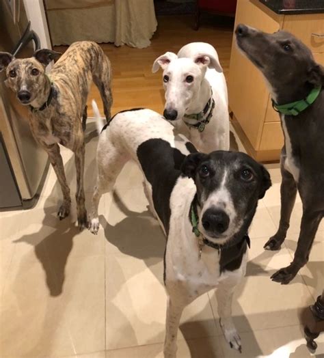 The Pawesome Foursome